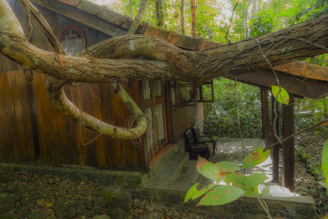 Forest Floor Lodge Каттьен Экстерьер фото